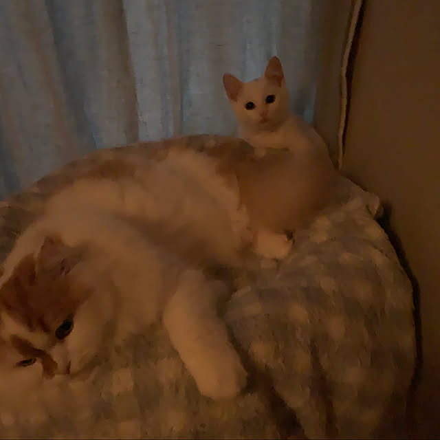 keiさんの実例写真