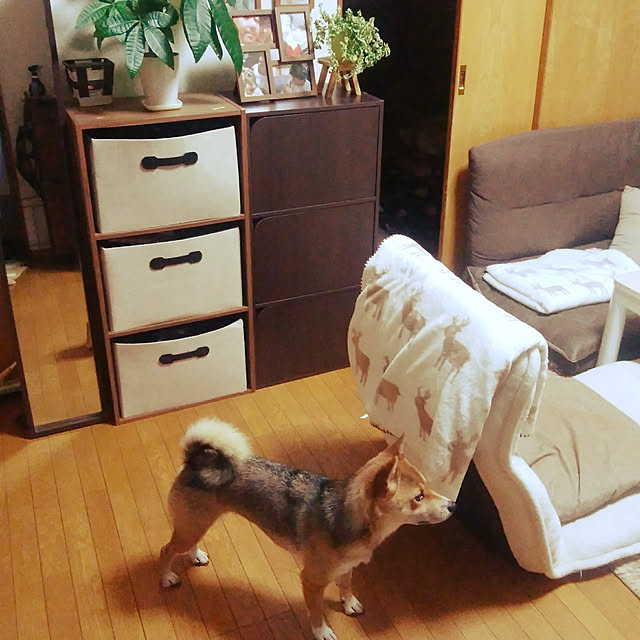 mameさんの実例写真