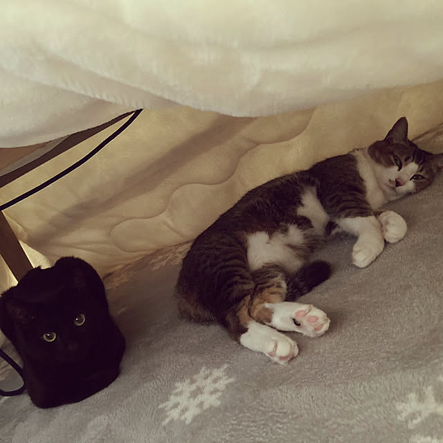 nekomiさんの部屋