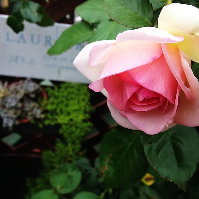 naomi55さんの実例写真