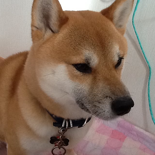 kotaさんの実例写真