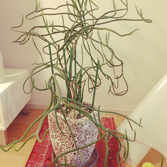 kensukeさんの実例写真