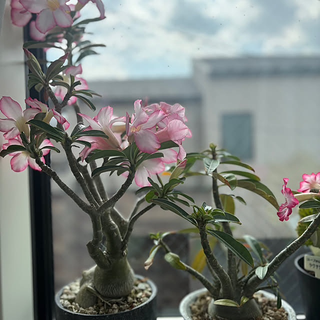 otanuさんの実例写真