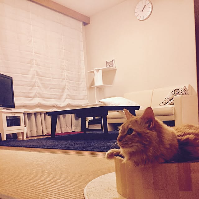 Ryokoさんの実例写真