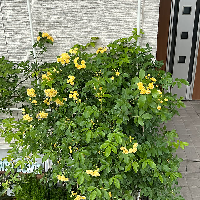 chiiyanさんの部屋