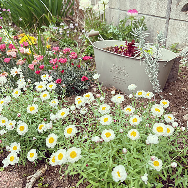 tukimiさんの実例写真