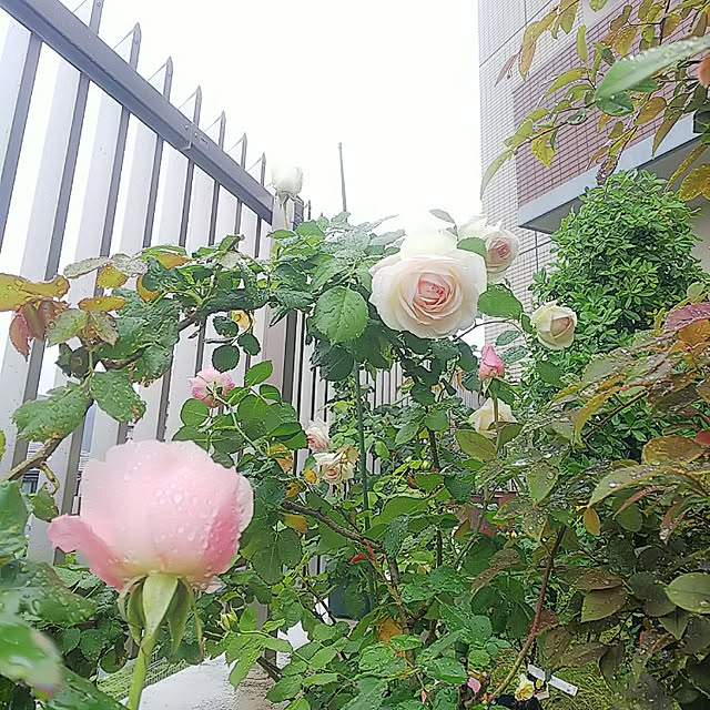 hiromimiさんの実例写真