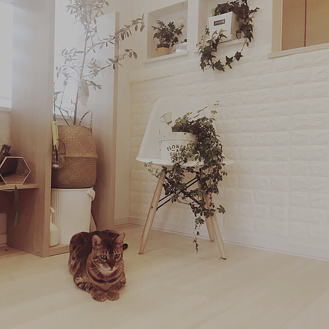 megu.catさんの実例写真