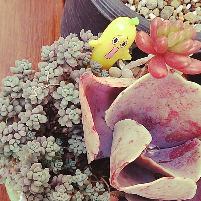 B-neigeさんの実例写真