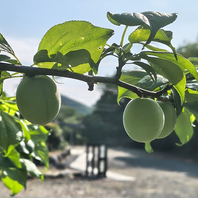 Rubiconさんの実例写真