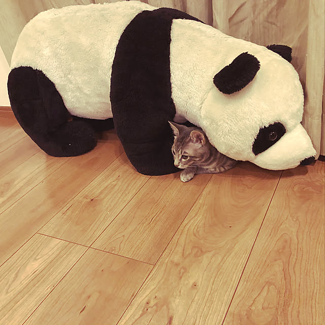 Pisaさんの実例写真