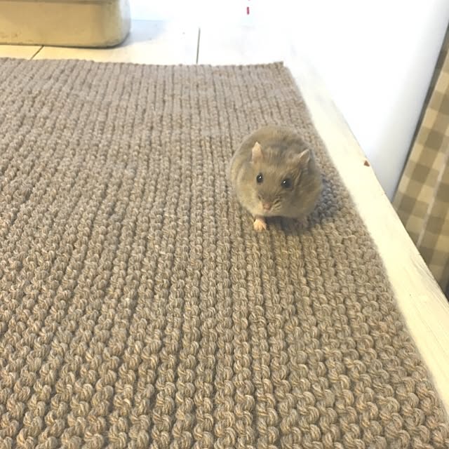 haruさんの実例写真