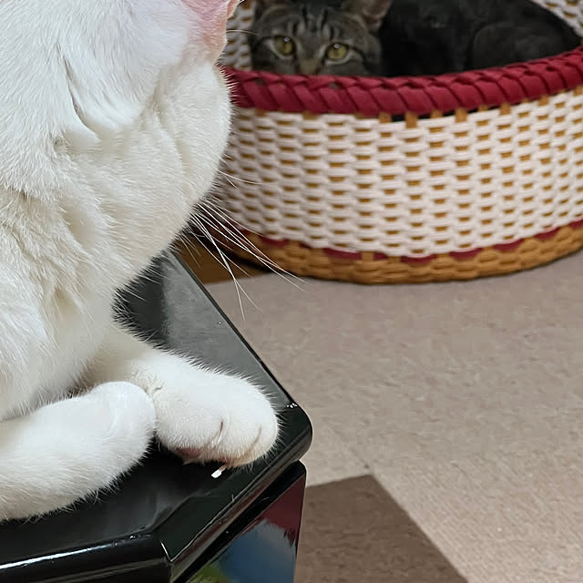 seroriさんの実例写真