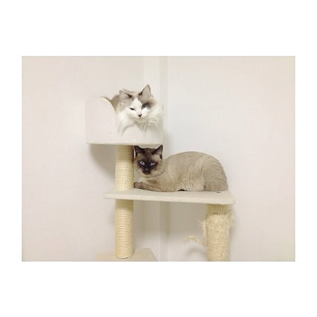 keicoconutsさんの実例写真
