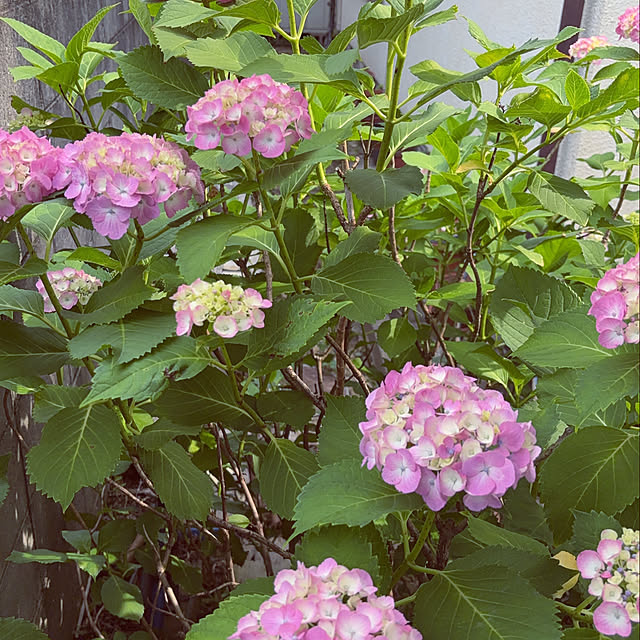 maryunanamamaさんの部屋