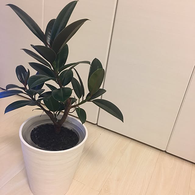 eccoさんの実例写真