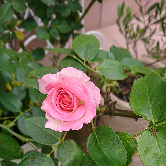 fleur-mamanさんの実例写真