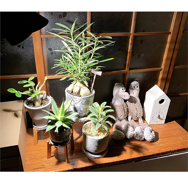 kyoko1124koさんの部屋
