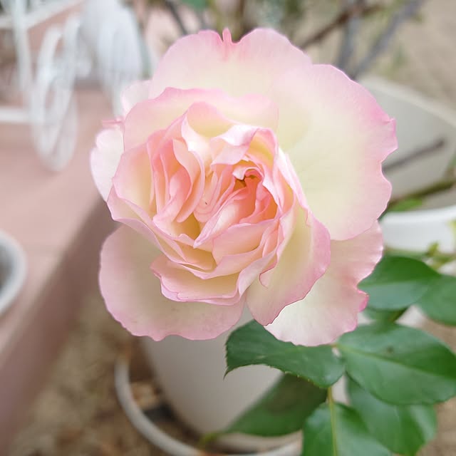 fleur-mamanさんの部屋