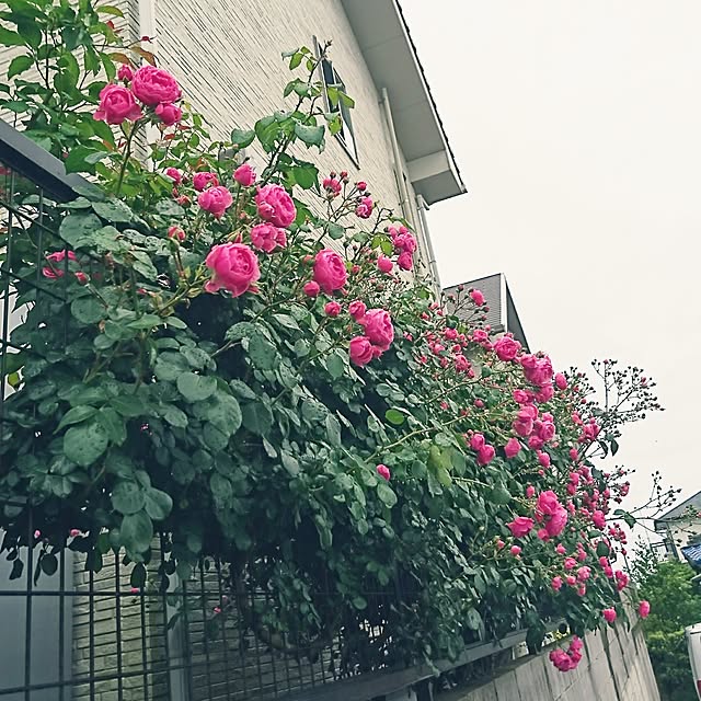 AZさんの実例写真