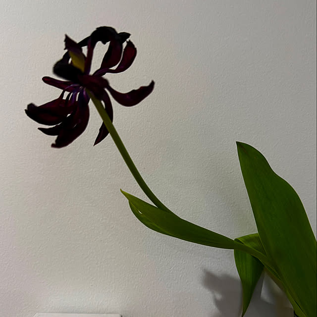 nn-homeさんの部屋