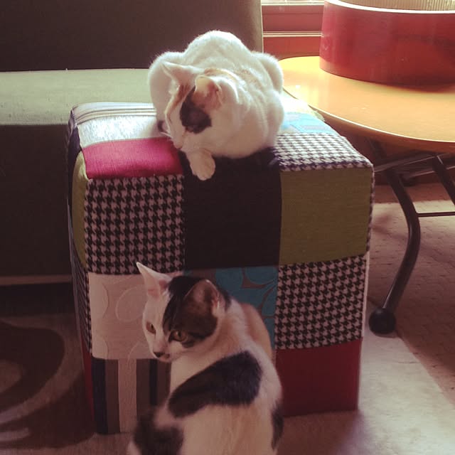 yocchiさんの実例写真