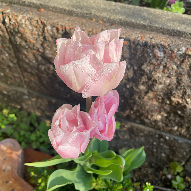 kuikoさんの部屋