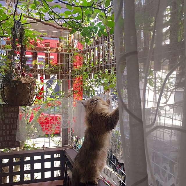 butachanさんの実例写真