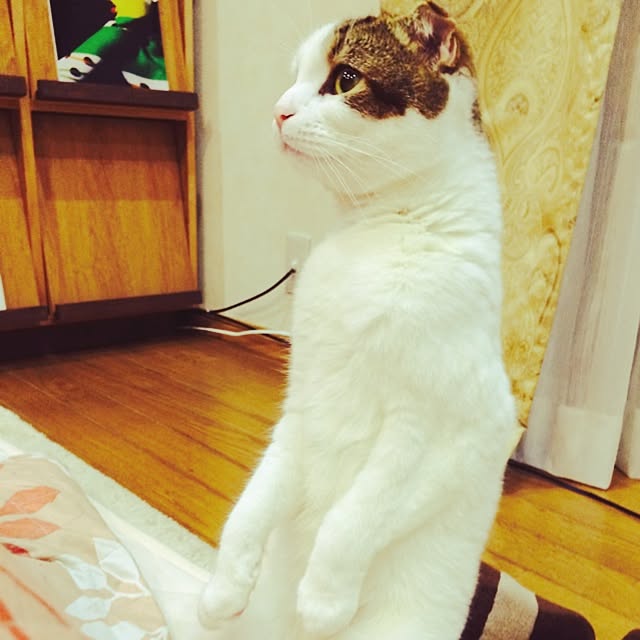 paletoneさんの実例写真