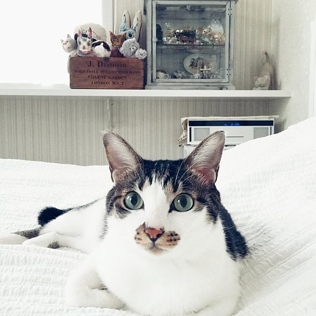 yuchiさんの実例写真