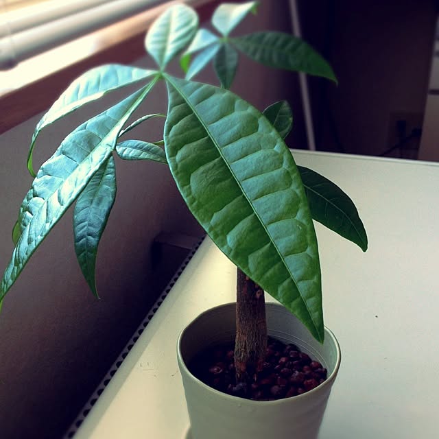 lemonさんの実例写真