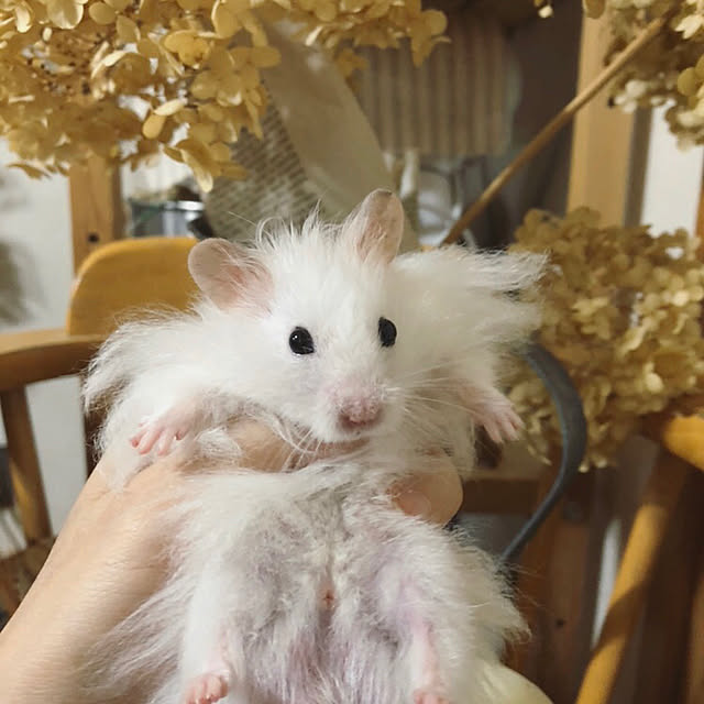 emiさんの実例写真