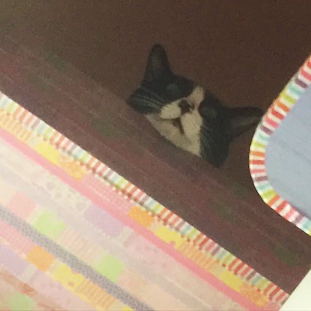 kimishigureさんの実例写真