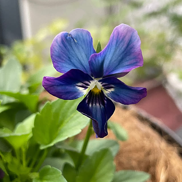 shiropenguinさんの部屋