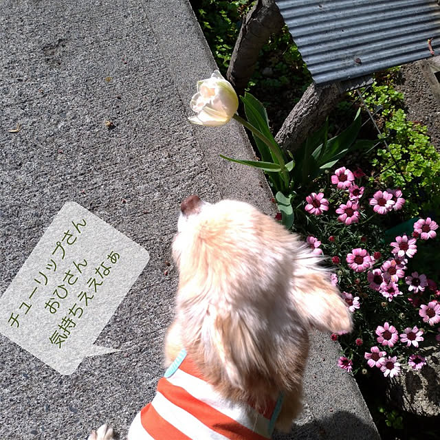 Uchinku.kaotanさんの実例写真
