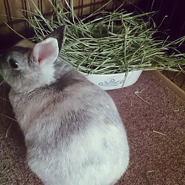 negiさんの実例写真