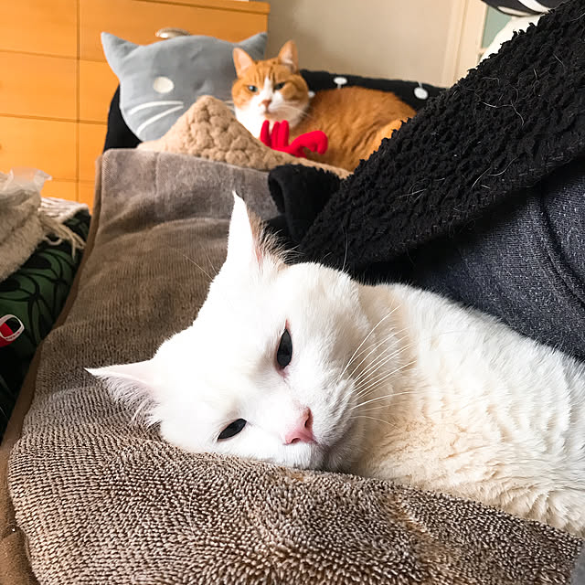 nyanko-beamさんの実例写真