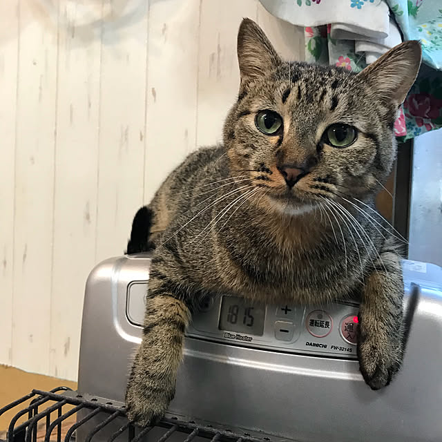pepeさんの実例写真