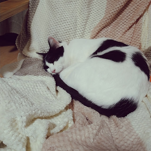 kiyohima229さんの実例写真