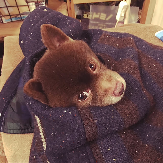remoza0310さんの実例写真