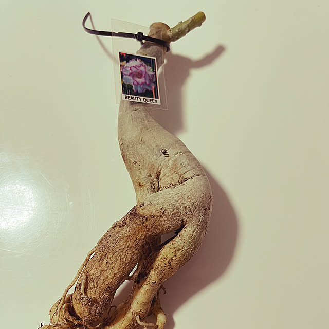 seiseiさんの実例写真
