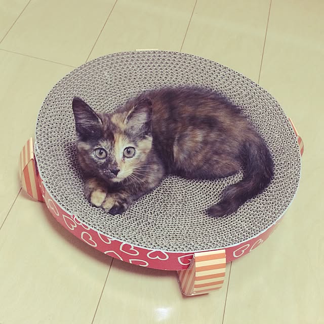 nmeeeさんの実例写真