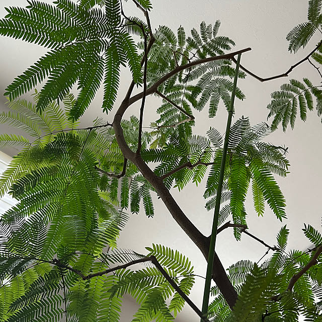 hatsugaさんの実例写真