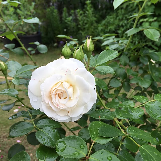 happygardenさんの実例写真
