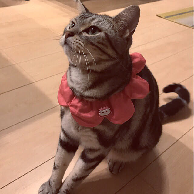 maripoさんの実例写真