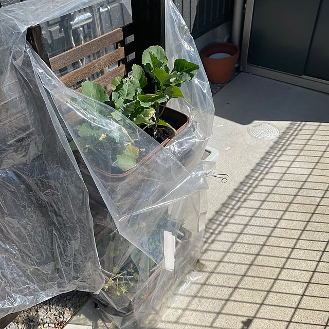 玄関/入り口/ビニールハウス風/ストレージボックス→ダイソー/プランター棚DIY/いちご栽培...などのインテリア実例 - 2024-04-14 11:12:35