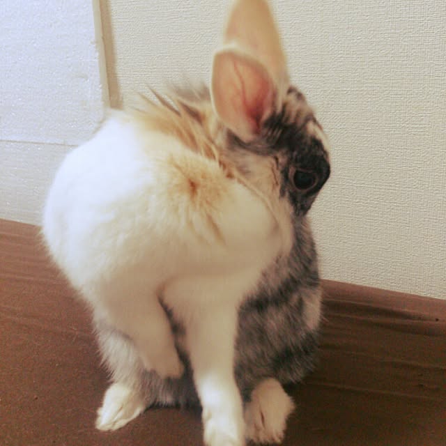 komugiさんの実例写真