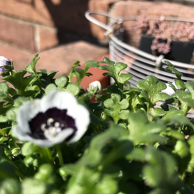 kokko3さんの実例写真