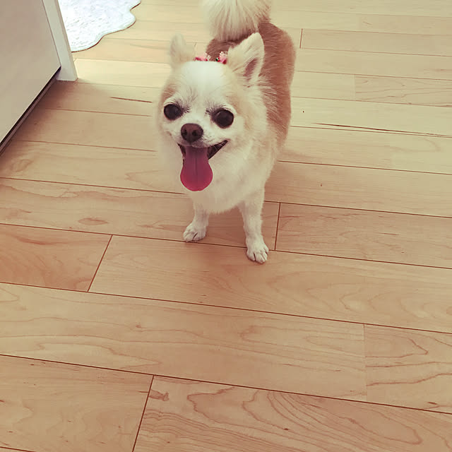 Sweetpeaさんの実例写真