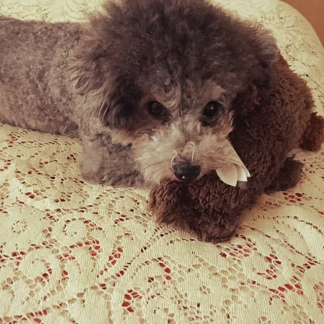 nayuu1008さんの実例写真